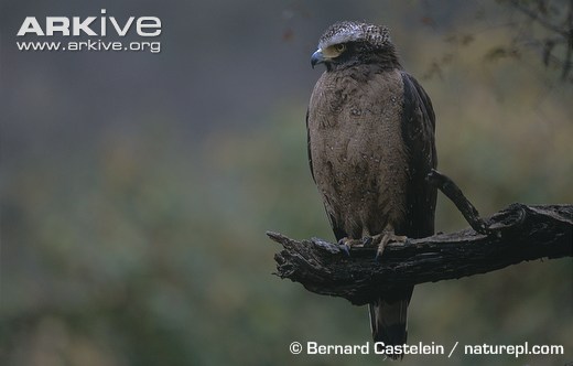 Crested-serpent-eagle.jpg