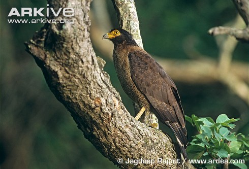 Crested-serpent-eagle-perched-in-tree.jpg