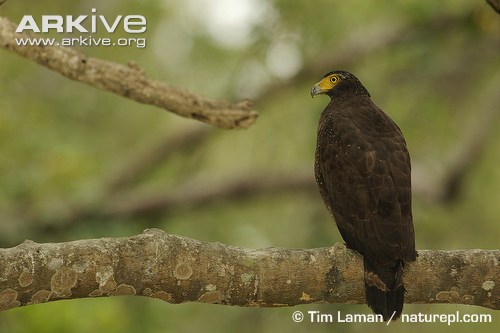 Crested-serpent-eagle-perched-on-branch.jpg