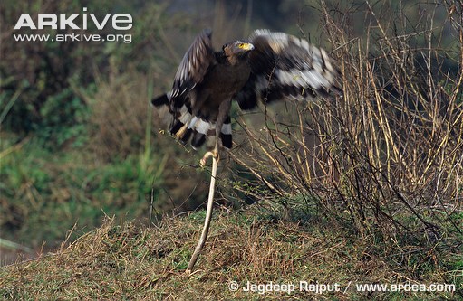 Crested-serpent-eagle-taking-off-with-snake-kill.jpg