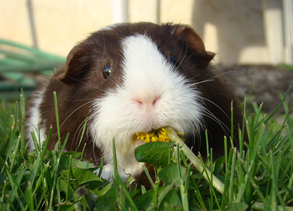 GuineaPig01.jpg