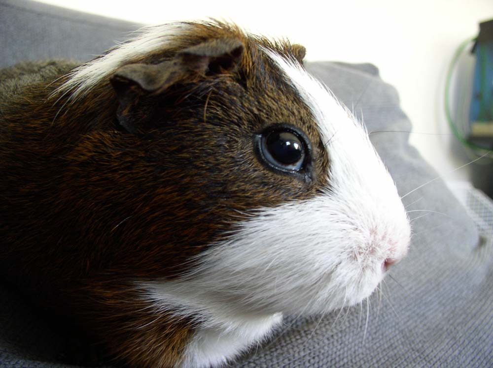 GuineaPig02.jpg