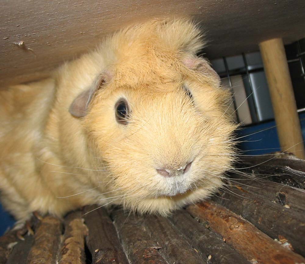 GuineaPig03.jpg