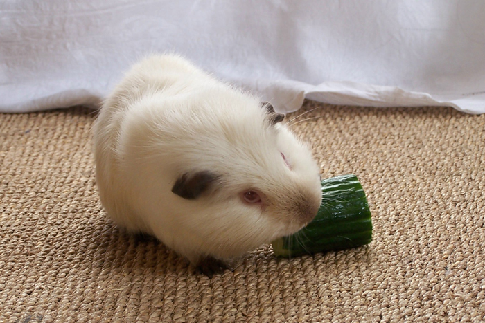 GuineaPig07.jpg