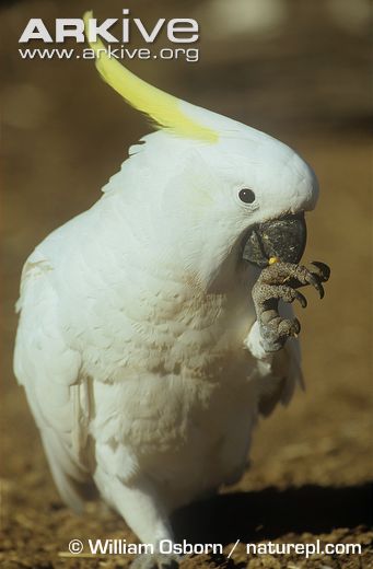 Sulphur-crested-cockatoo-using-foot-in-feeding.jpg