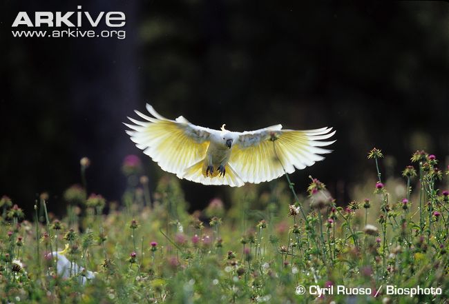 Sulphur-crested-cockatoo-landing-in-a-field.jpg