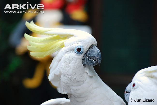 Captive-blue-eyed-cockatoo-portrait.jpg