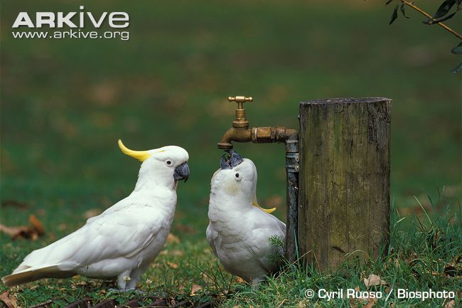 Sulphur-crested-cockatoos-drinking-from-a-dripping-outdoor-tap.jpg