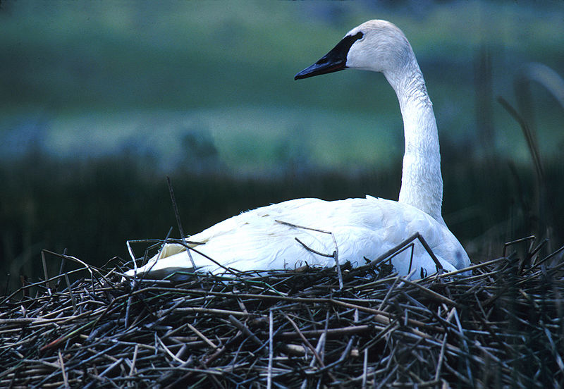 800px-NPS_Wildlife._Trumpeter_Swan_on_Nest.jpg