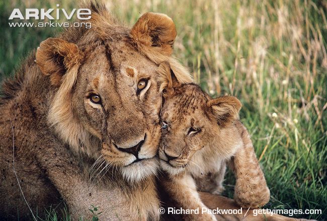 Young-male-African-lion-with-cub.jpg