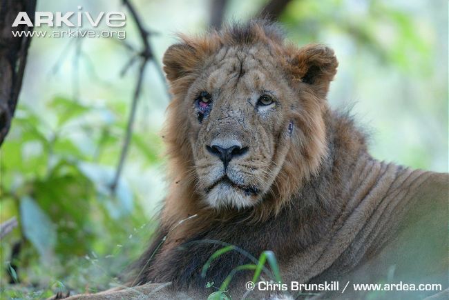 Asiatic-lion-with-injured-eye-and-face.jpg