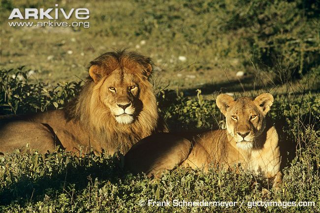 African-lion-and-lioness-lying-in-grass.jpg