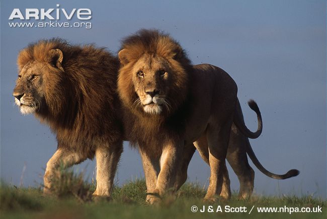Two-African-lions.jpg