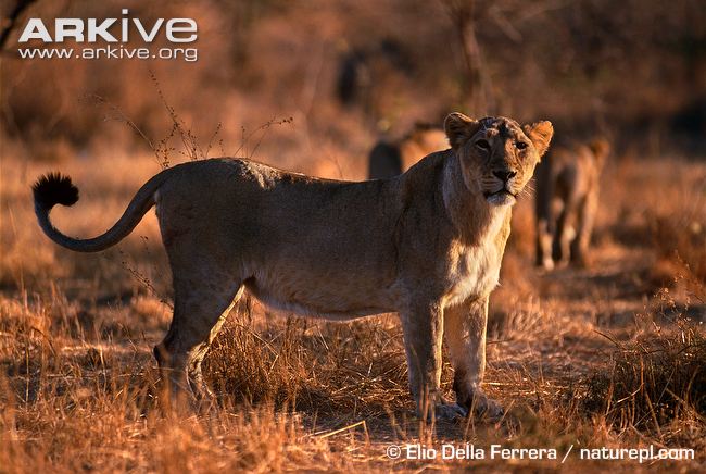 Female-Asiatic-lion.jpg