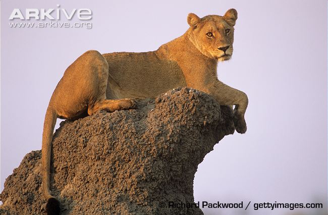 African-lioness-using-termite-mound-as-vantage-point.jpg