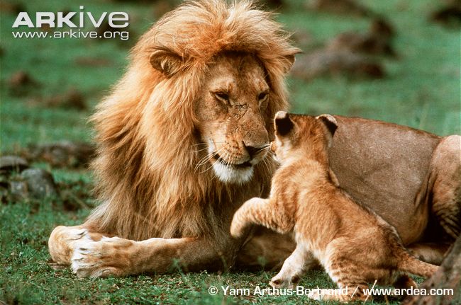 African-lion-playing-with-young-cub.jpg