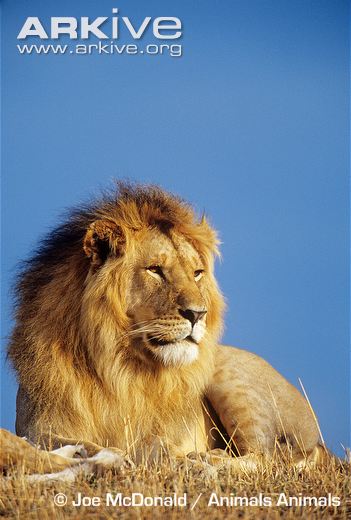 African-lion-lying-on-savannah.jpg