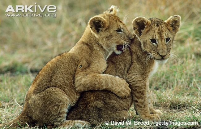 African-lion-cubs-playing.jpg