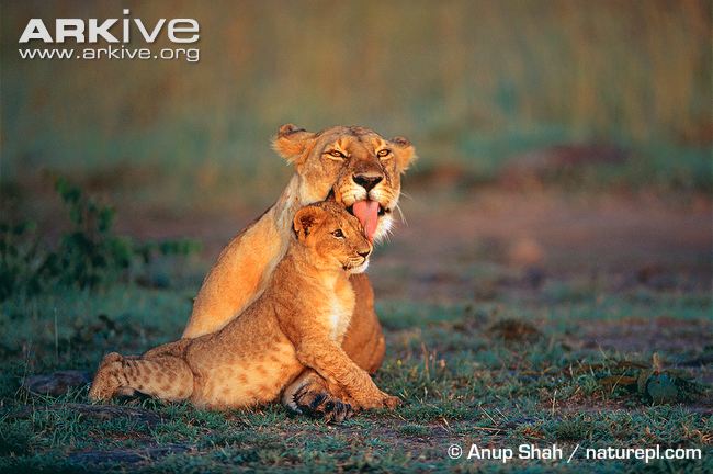 African-lioness-grooming-young-cub.jpg