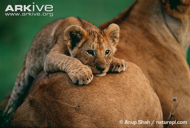 African-lion-cub-lying-on-females-back.jpg