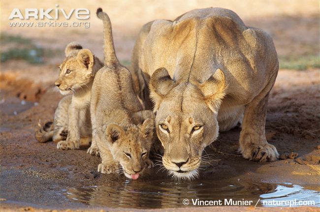 African-lioness-and-cubs-drinking-from-pool.jpg