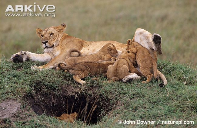 African-lioness-suckling-cubs.jpg