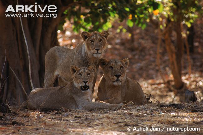 Asiatic-lioness-and-sub-adult-group-resting.jpg