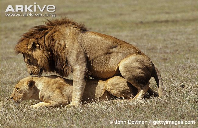 African-lions-mating.jpg