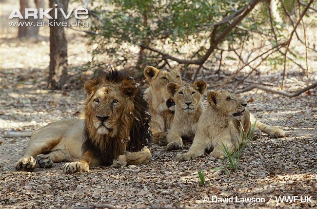 Asiatic-lion-family-group.jpg