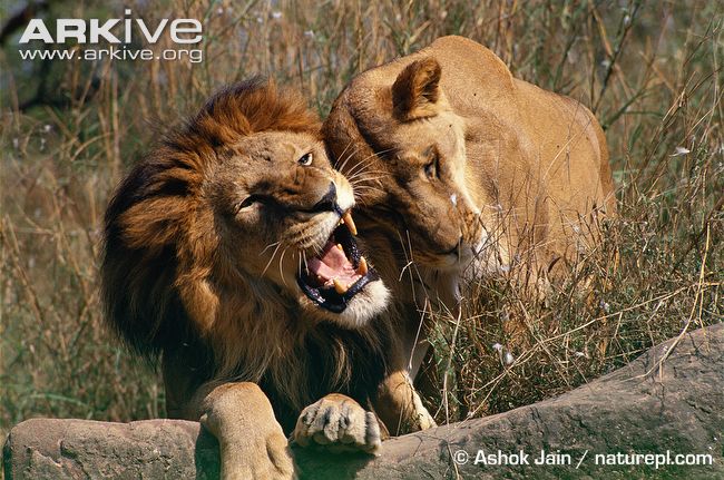 Asiatic-lions-in-courtship.jpg