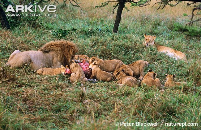 Pride-of-African-lions-feeding-on-carcass.jpg