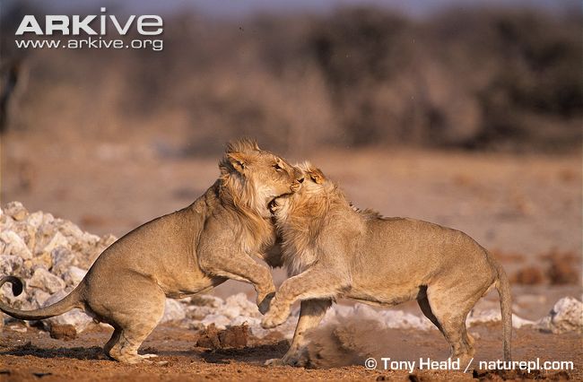 Juvenile-male-African-lions-play-fighting.jpg