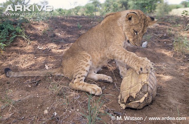 African-lion-cub-playing-with-tortoise.jpg