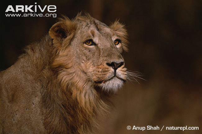Male-Asiatic-lion-portrait.jpg