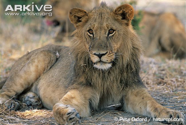 Immature-male-African-lion.jpg