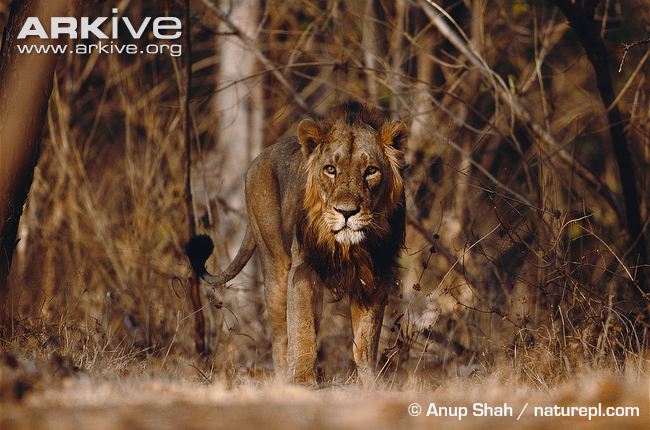 Male-Asiatic-lion.jpg