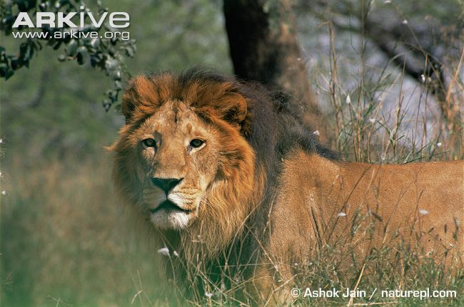 Male-Asiatic-lion-in-long-vegetation.jpg