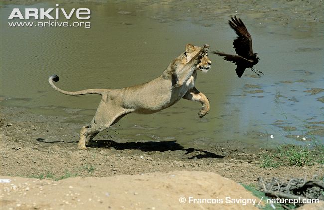 African-lioness-attempting-to-catch-hammerkop.jpg