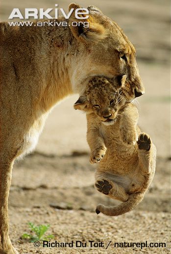 African-lioness-carrying-two-month-old-cub-in-mouth.jpg