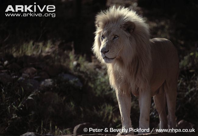 Male-white-lion.jpg