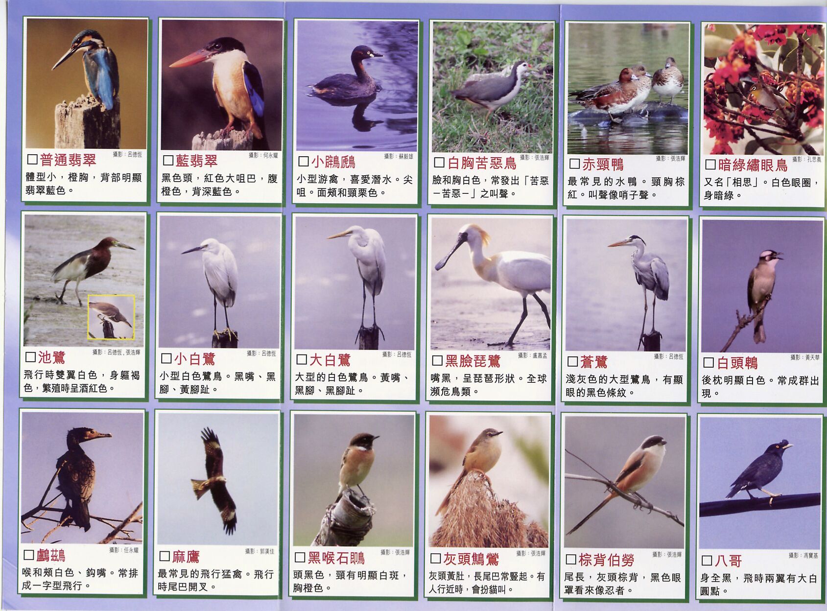 birds1.jpg