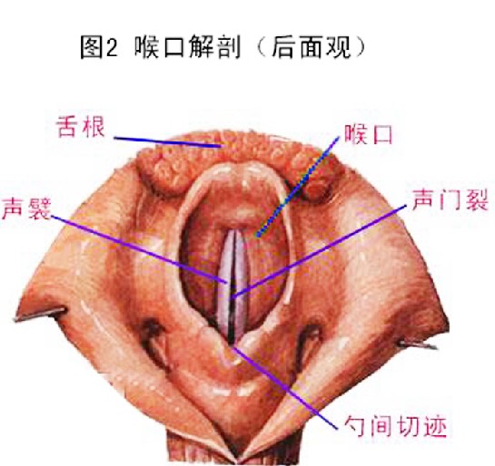 咽喉炎 (3).jpg