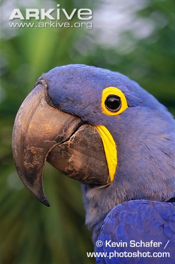 Hyacinth-macaw.jpg