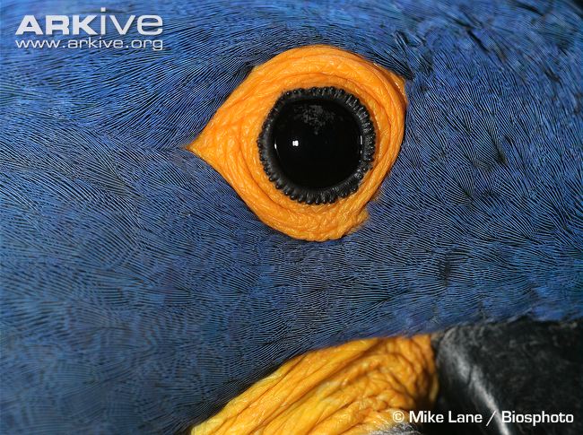 Hyacinth-macaw-eye-close-up.jpg