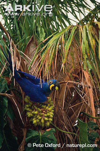 Hyacinth-macaw-feeding-in-palm-tree.jpg