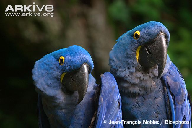 Hyacinth-macaw-pair.jpg