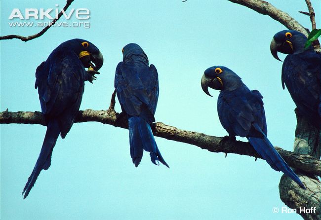 Hyacinth-macaws-in-tree.jpg