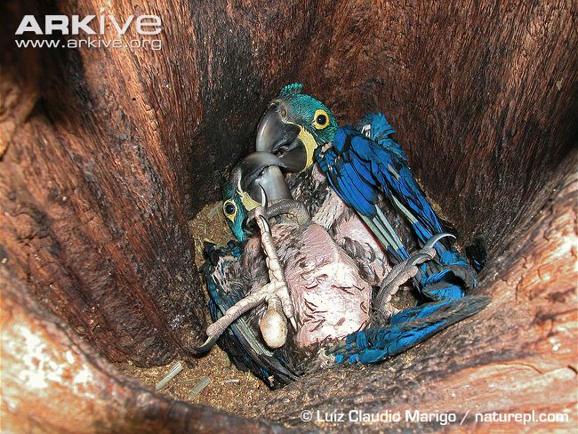 Hyacinth-macaw-chicks-in-nest-in-hollow-tree-trunk.jpg