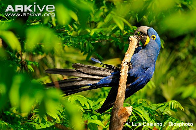 Hyacinth-macaw-on-branch.jpg