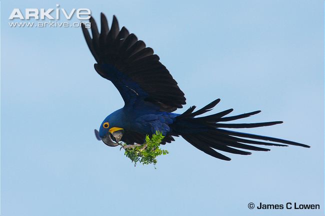 Hyacinth-macaw-in-flight-with-nesting-material.jpg